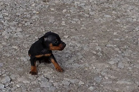 Pinczer piesek 6 tygodni duży czarny podpalany, Mazowieckie, Wierzbica