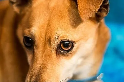 Pene - malutki szczeniaczek do adopcji,  mazowieck