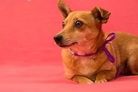 Pene - malutki szczeniaczek do adopcji,  mazowieck