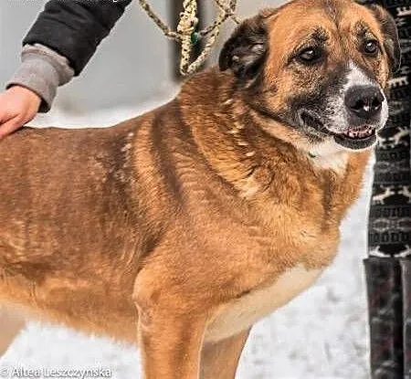 STELLA - spokojna, kochana sunia już tak długo czeka.... adoptuj!, mazowieckie Warszawa, Mazowieckie, Warszawa