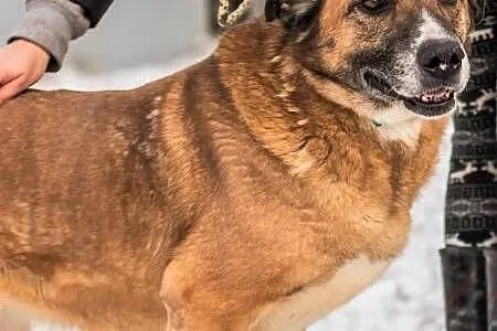 STELLA - spokojna, kochana sunia już tak długo czeka.... adoptuj!,  mazowieckie Warszawa, Mazowieckie, Warszawa