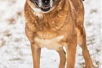 STELLA - spokojna, kochana sunia już tak długo czeka.... adoptuj!,  mazowieckie Warszawa, Mazowieckie, Warszawa