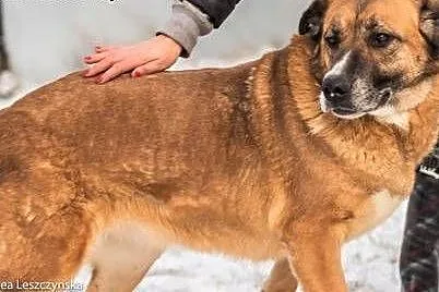 STELLA - spokojna, kochana sunia już tak długo czeka.... adoptuj!,  mazowieckie Warszawa, Mazowieckie, Warszawa
