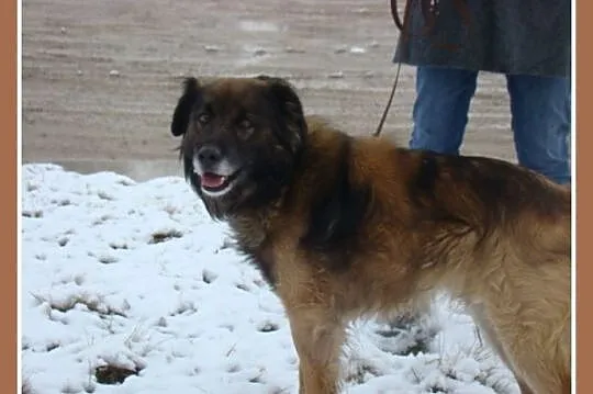 Pasterski długowłosy pies VIKO, przyjazny,łagodny,kontaktowy_Adopcja