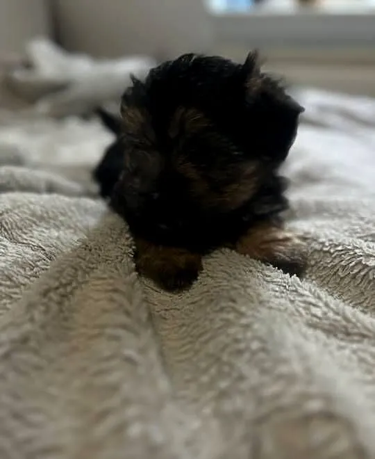 3 morkie yorki na sprzedaż cudowne, Pomorskie, Gdańsk