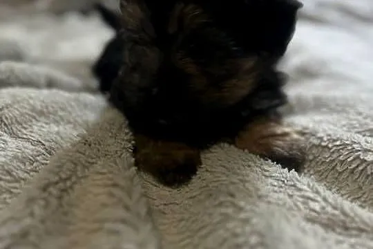 3 morkie yorki na sprzedaż cudowne, Pomorskie, Gdańsk