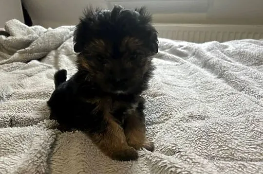 3 morkie yorki na sprzedaż cudowne, Pomorskie, Gdańsk