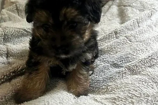 3 morkie yorki na sprzedaż cudowne, Pomorskie, Gdańsk