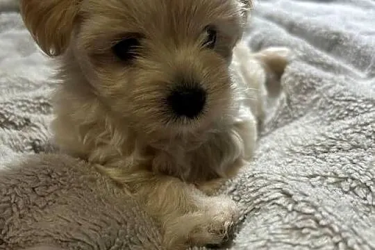 3 morkie yorki na sprzedaż cudowne, Pomorskie, Gdańsk