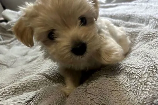 3 morkie yorki na sprzedaż cudowne, Pomorskie, Gdańsk
