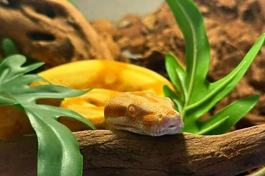 Boa Cesarski Imperator