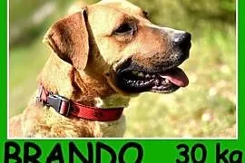 Amstaff mix, 30 kg, przyjazny,kontaktowy, wesoły psiak BRANDO.Adopcja. , mazowieckie Warszawa