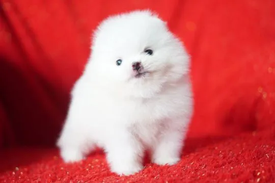 Szczeniaki pomeraniana  Whatsapp +447506188115 pomeraniana, , leeds