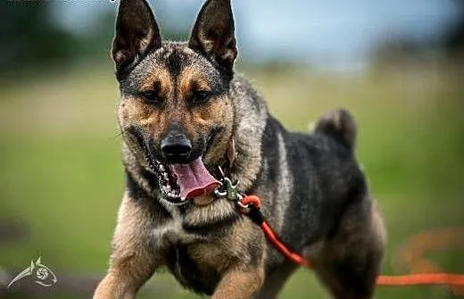 Kimba - champion psich sportów szuka domu, mazowi