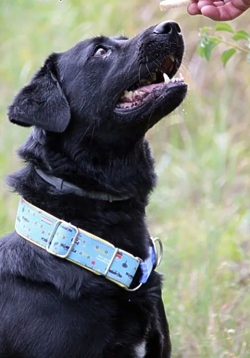 Bleki w typie labradora z utęsknieniem czeka na do