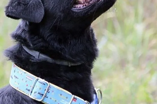 Bleki w typie labradora z utęsknieniem czeka na do