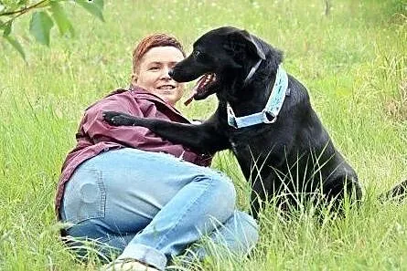 Bleki w typie labradora z utęsknieniem czeka na do