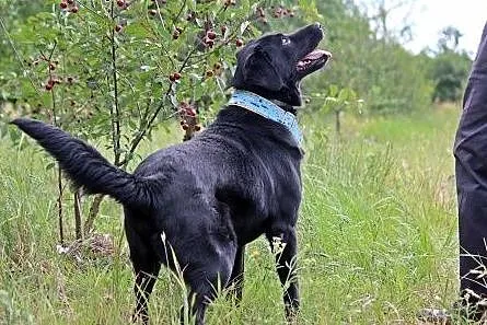 Bleki w typie labradora z utęsknieniem czeka na do