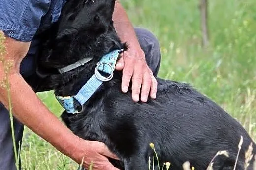 Bleki w typie labradora z utęsknieniem czeka na do