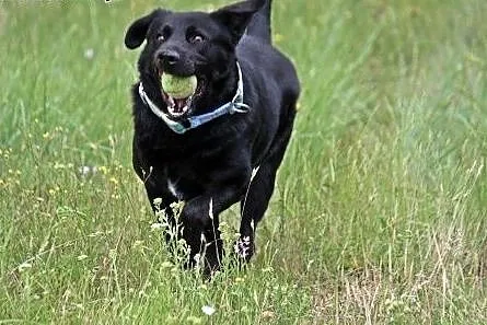 Bleki w typie labradora z utęsknieniem czeka na do