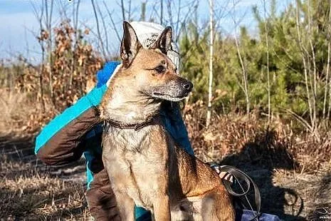 Pikuś czeka na dom już ponad 4 lata...,  Kundelki cała Polska