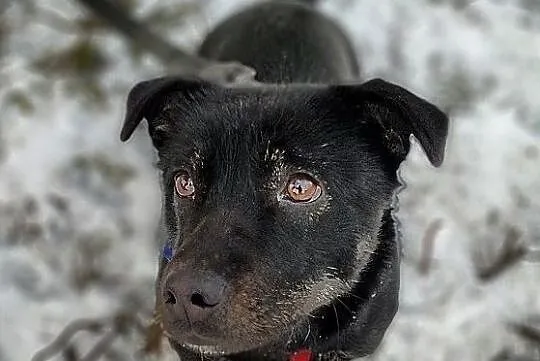 Mały 7 kg,wesoły,aktywny,sympatyczny,zaszczepiony piesek TORI.Adopcja., Łódzkie, Łódź