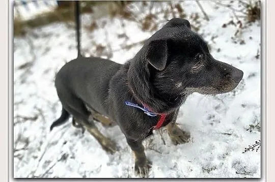 Mały 7 kg,wesoły,aktywny,sympatyczny,zaszczepiony piesek TORI.Adopcja., Łódzkie, Łódź