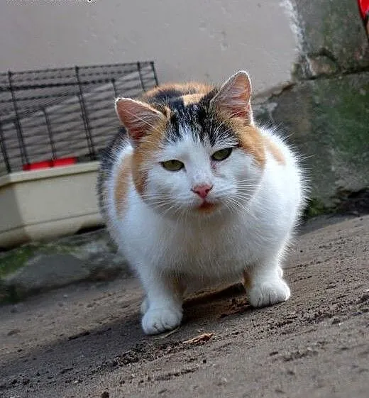 Kotka Gabrysia pilnie szuka schronienia, Pozostał