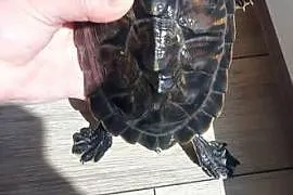 Żółw wodno-lądowy o/k 20 cm