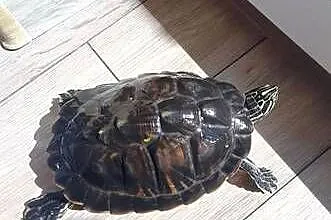 Żółw wodno-lądowy o/k 20 cm, Łódzkie, Justynów