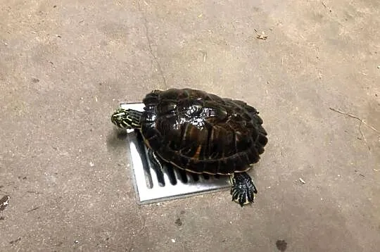 Żółw wodno-lądowy o/k 20 cm, Łódzkie, Justynów