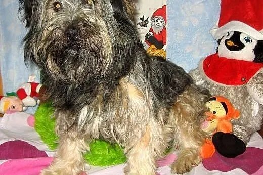 Piękny w typie skye teriera,1-2 lata,adopcja!!,  ś