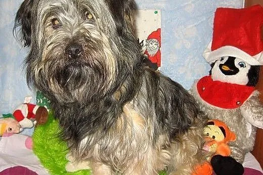 Piękny w typie skye teriera,1-2 lata,adopcja!!,  ś