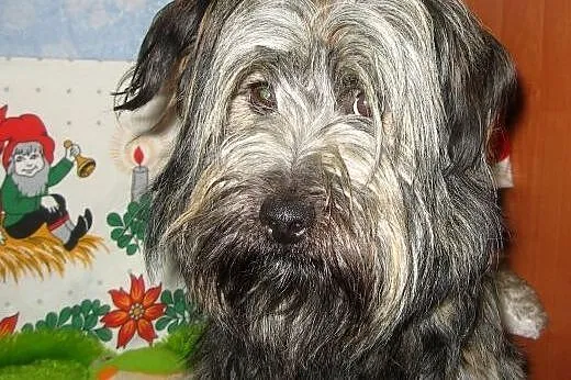 Piękny w typie skye teriera,1-2 lata,adopcja!!,  ś