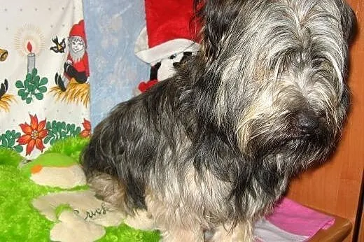 Piękny w typie skye teriera,1-2 lata,adopcja!!,  ś