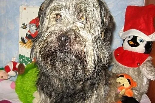 Piękny w typie skye teriera,1-2 lata,adopcja!!,  ś