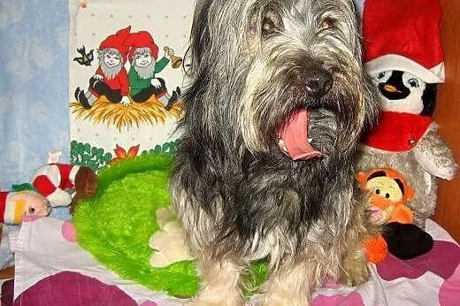 Piękny w typie skye teriera,1-2 lata,adopcja!!,  ś