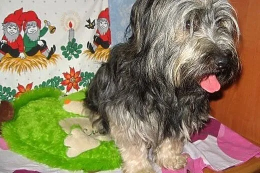 Piękny w typie skye teriera,1-2 lata,adopcja!!,  ś