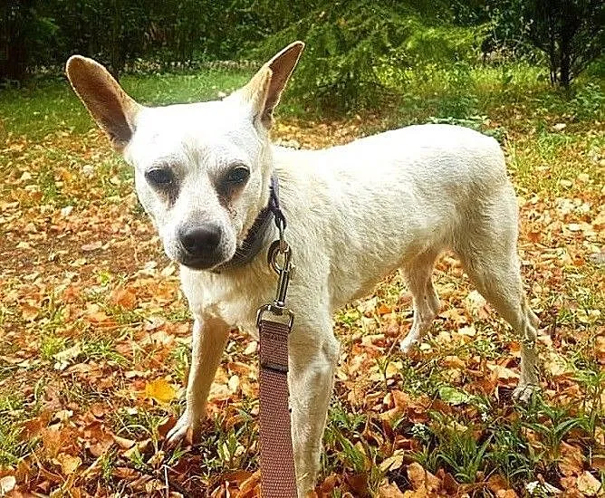 STASIO kocha liście, spacery a przede wszystkim ludzi!, Łódzkie, Łódź