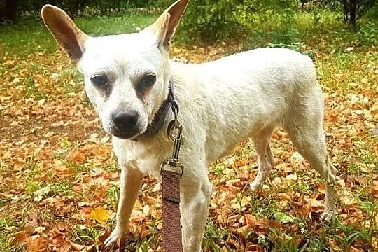 STASIO kocha liście, spacery a przede wszystkim ludzi!, Łódzkie, Łódź