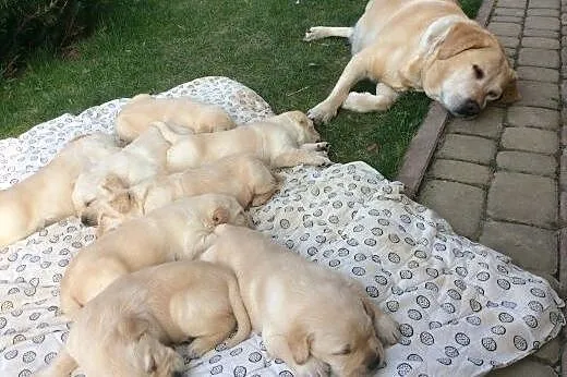 Śliczne Labradorki,  podkarpackie Lubaczów