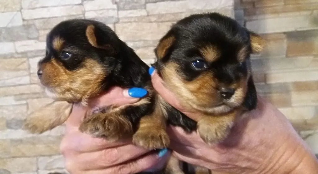Piękne szczenięta Yorkshire Terrier, Świętokrzyskie, Kielce
