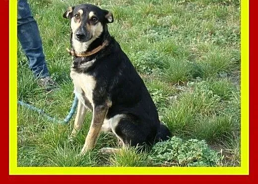 20kg,4lata,uwielbia towarzystwo ludzi,lubi głaskan
