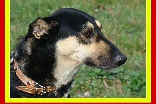 20kg,4lata,uwielbia towarzystwo ludzi,lubi głaskan
