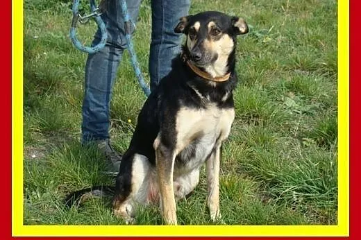 20kg,4lata,uwielbia towarzystwo ludzi,lubi głaskan