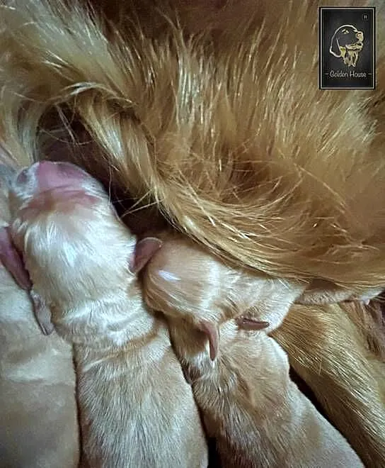 Rasowe Golden Retriever suczka i piesek, Dolnośląskie, Polkowice