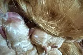 Rasowe Golden Retriever suczka i piesek