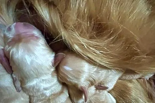 Rasowe Golden Retriever suczka i piesek, Dolnośląskie, Polkowice