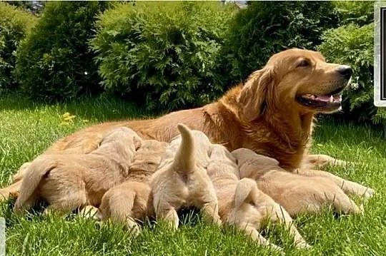 Rasowe Golden Retriever suczka i piesek, Dolnośląskie, Polkowice