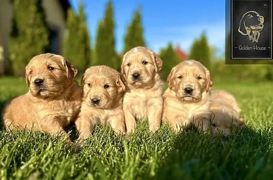 Rasowe Golden Retriever suczka i piesek, Dolnośląskie, Polkowice